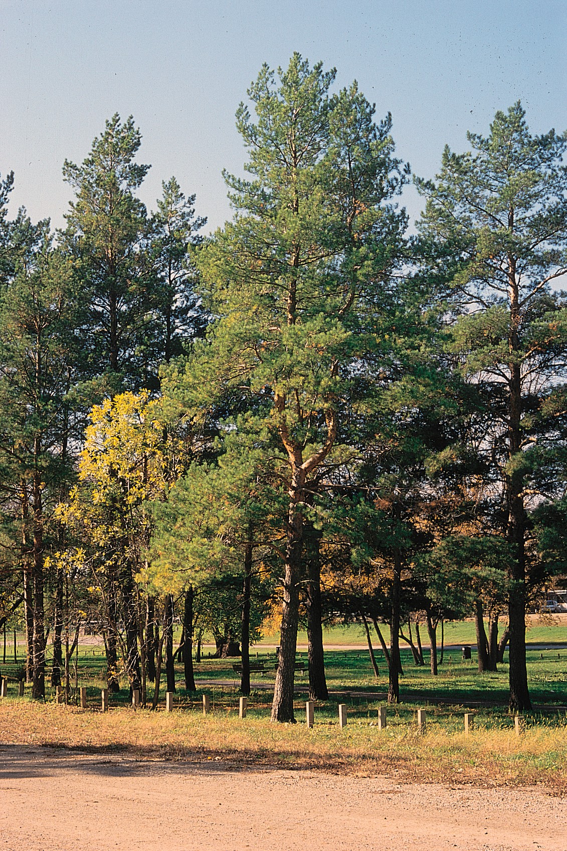 Gambar pohon Pinus